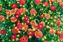 Many Small Decorative Flowers Of Red Shades (Gaillardia) On A Green Background