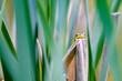 The European tree frog (Hyla arborea) sitting on a cattail, only part of the head can be seen. Beautiful little green frog facing the camera.