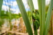 The European tree frog (Hyla arborea) sitting among the leaves of a green cattail. Beautiful little green frog, the sky can be seen in the background, wide angle shot.