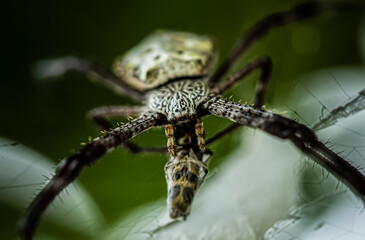 Selective closeup of across spider