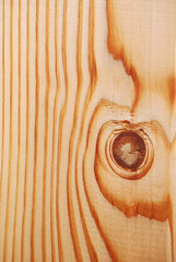 Poster - Closeup shot of a wooden tree texture