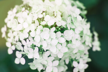 Wall Mural - white hydrangea flower with copy space on a green leaves background in the garden