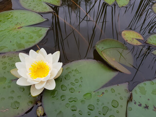 Poster - Blooming water lily flower in the pond