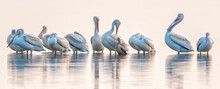 Pelicans At Sunrise
