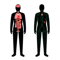 Sticker - Organs and lymphatic system