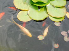Water Lilies And Koi In The Pond