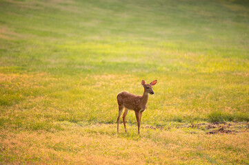 Wall Mural - White-tailed deer fawn