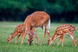 White-tailed deer doe and fawns