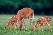 White-tailed Deer Doe And Fawns