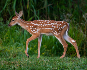 Wall Mural - White-tailed deer fawn