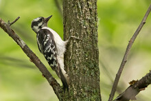 Female Downy Woodpecker In The Tree Closeup