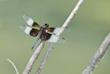 Widow Skimmer Dragonfly On Branch Closeup