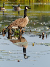 Canada Goose Standing In Shallow Water