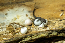 Lizard Eggs