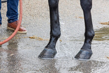 A Horse With Black Legs Getting An Ankle Hosed With Water And A Persons Feet And Hose In The Picture.