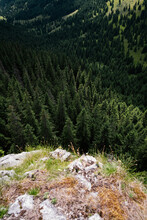 Beautiful View Of A Thick Dark Forest From The Top Of A High Cliff - Gorgeous Wilderness Wallpaper