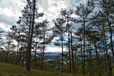 Fototapeta Las - Pine forest hill in Dalat province, Vietnam