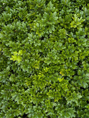 Sticker - Vertical shot of small-leaved boxwood background