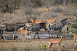 Zebras and impalas sharing a busy waterhole in the woodlands of central Kruger National Park, South Africa