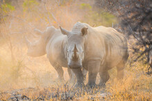 Two White Rhinos At Dawn Kicking Up Some Dust On The Woodlands Of The Greater Kruger Area, South Africa