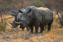 Two White Rhinos Having A Morning Meal Of Dry Grass On The Woodlands Of The Greater Kruger Area, South Africa