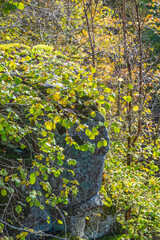 Poster - Autumn leaves at a tree branch in the forest