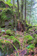 Poster - Ravine in a an old coniferous forest with mossy rocks