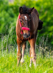 Poster - Horse portrait in summer pasture.