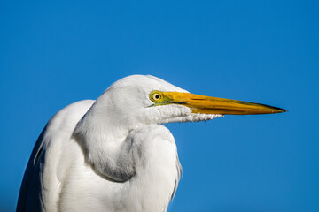 Wall Mural - Great egret looking 