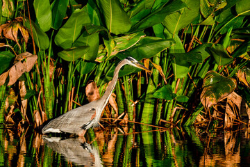 Wall Mural - great blue heron