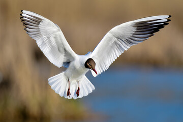 Canvas Print - Black-headed Gull looking like a 