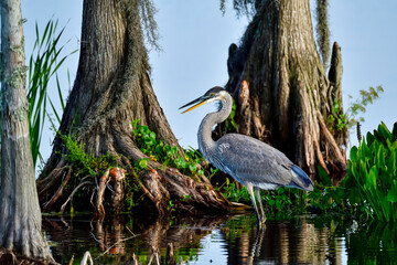 Wall Mural - great blue heron in the habitat.