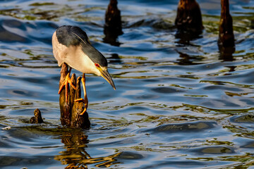 Wall Mural - black-crowned night heron is waiting for the breakfast to come by in the morning.