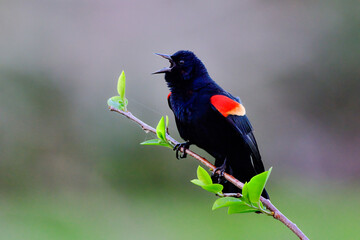 Wall Mural - red-winged blackbird is singing out loud