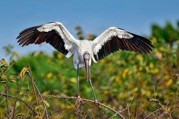 Wall Mural - wood stork