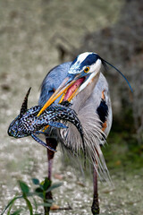 Wall Mural - catch and the catcher. great blue heron has got fine dinner.