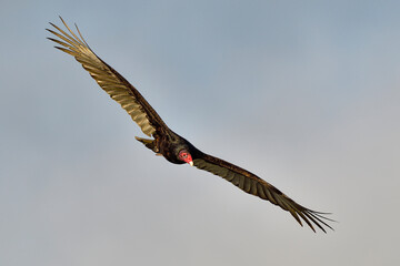 Wall Mural - turkey vulture flyover. it's always nice to watch these perfect gliders in the air flowing with the 