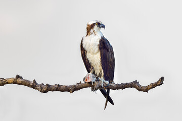 Wall Mural - osprey with a fish or what's left of it.