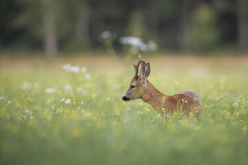 Sticker - Roebuck - buck (Capreolus capreolus) Roe deer - goat