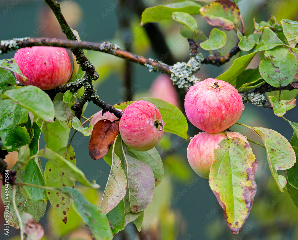 Ripe apples on a tree. The apple is the oldest and most common fruit ...
