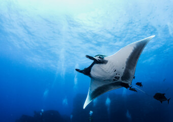 Wall Mural - Manta Ray at Isla Revillagigedos, Mexico