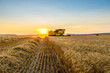 Wheat harvest at sunset with combine harvester