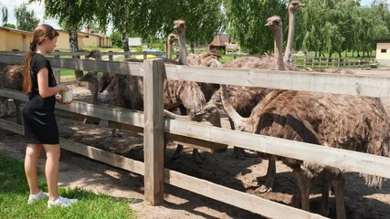 ostrich farm. the girl, standing behind wooden fence, feeds the group of big ostriches at poultry farm outdoors. Feeding ostriches. Ostriches farming