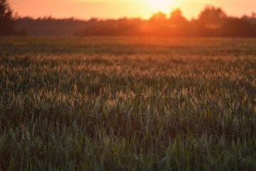 Wall Mural - Panoramic view of the green plowed agricultural field at sunset. Idyllic summer rural scene. Nature, ecology, farm and food industry, ecotourism, remote places