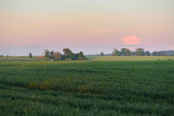 Wall Mural - Panoramic view of the green plowed agricultural field at sunset. Idyllic summer rural scene. Nature, ecology, farm and food industry, ecotourism, remote places