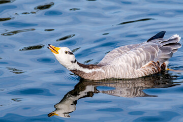 Feral Bar-headed Goose (Anser indicus) in park, Keil, Schleswig-Holstein, Germany