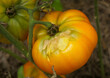 Unripe tomatoes infected with late blight