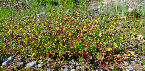 Poster - Hop clover // Hopfenklee (Medicago lupulina)