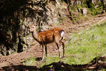 Canvas Print - Red deer on a meadow, alps in Germany