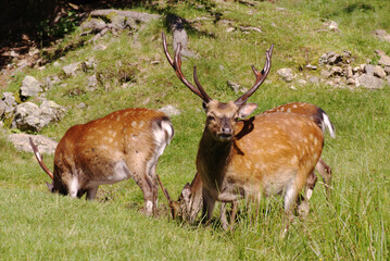 Canvas Print - Red deer on a meadow, alps in Germany